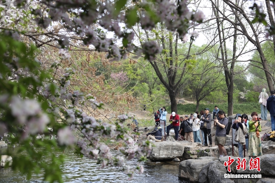 北京奥森公园溪畔海棠引游客