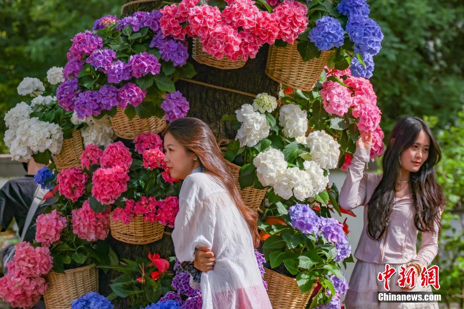 南京中山植物园打造“花海之夏”展绣球缤纷魅力