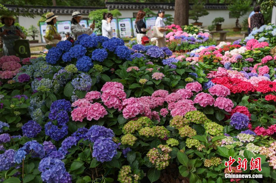 南京中山植物园打造“花海之夏”展绣球缤纷魅力