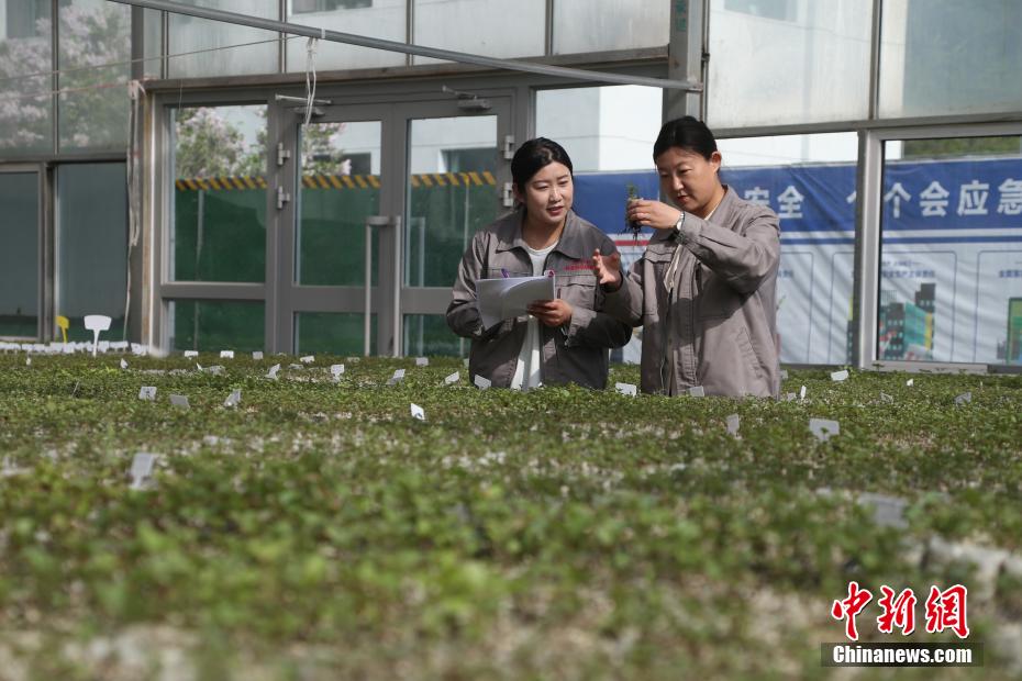 探访中国首个丁香国家林木种质资源库