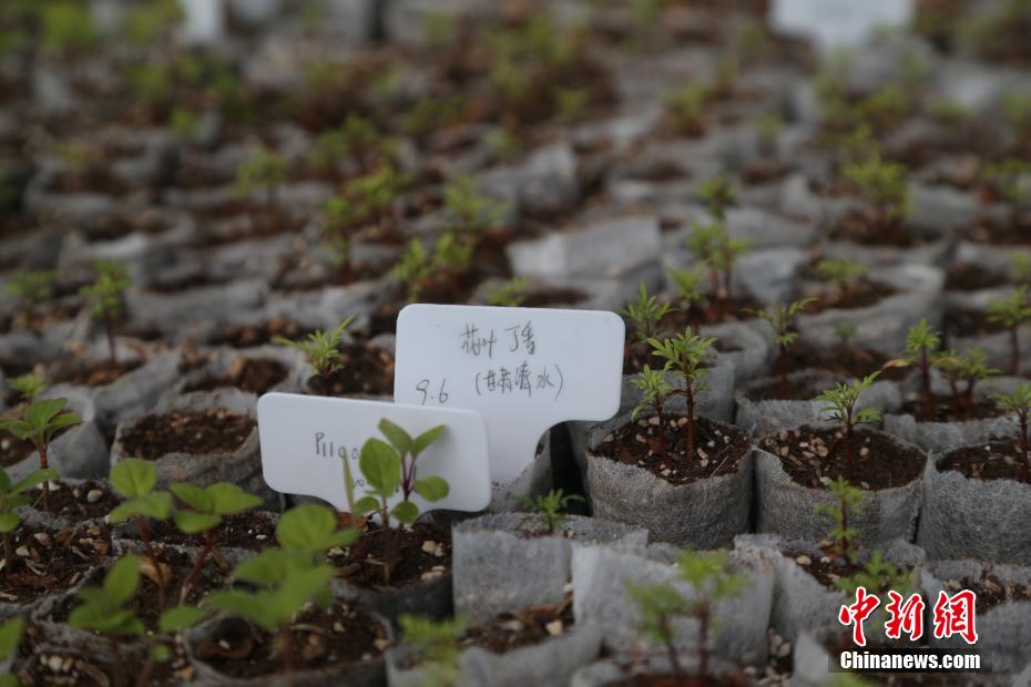 探访中国首个丁香国家林木种质资源库 探访中国首个丁香国家林木种质资源库