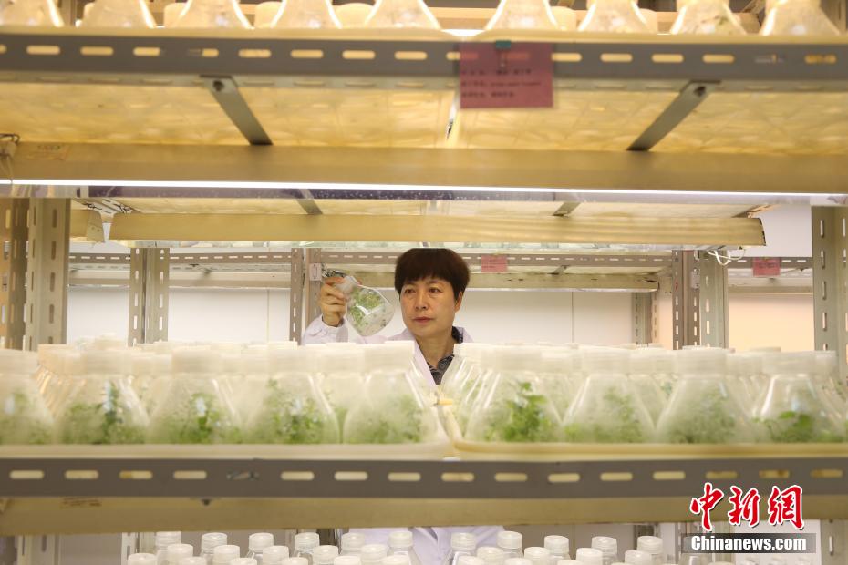 探访中国首个丁香国家林木种质资源库