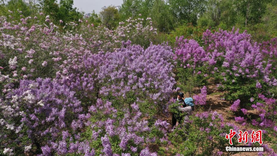 探访中国首个丁香国家林木种质资源库 探访中国首个丁香国家林木种质资源库