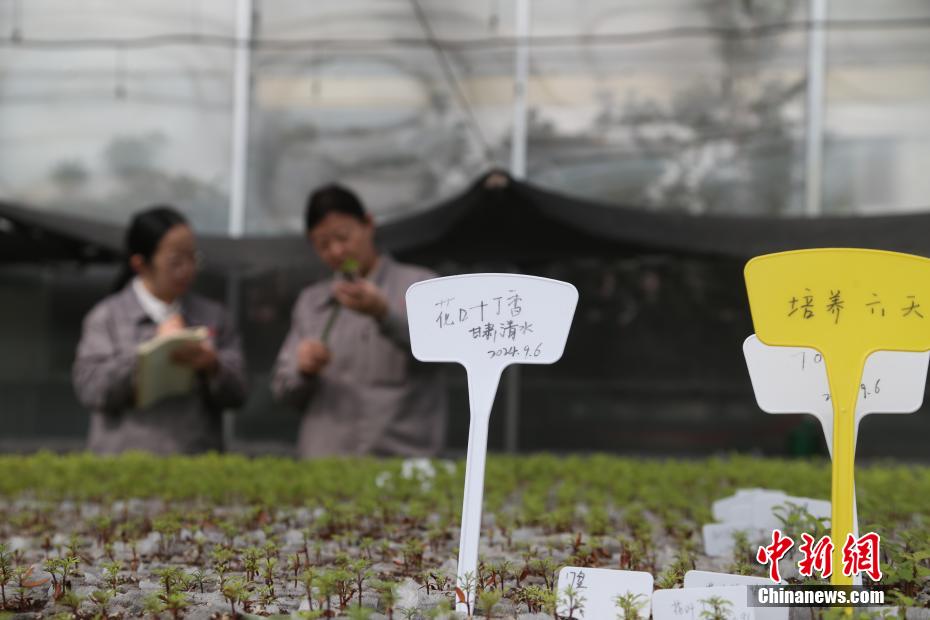 探访中国首个丁香国家林木种质资源库 探访中国首个丁香国家林木种质资源库