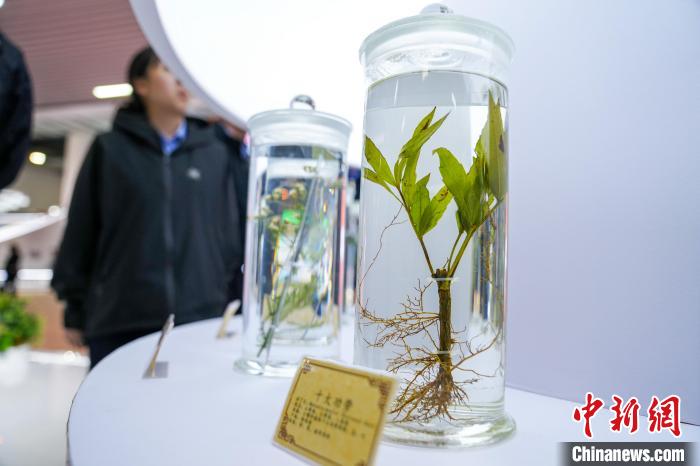 第9届南博会首设中药材产业馆