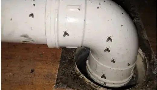 8岁娃持续呕出活虫,医生揪出元凶!可能你家也有→