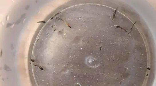 8岁娃持续呕出活虫,医生揪出元凶!可能你家也有→