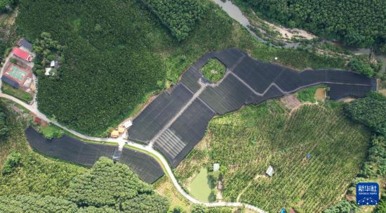 海南白沙:兰花产业助力乡村振兴