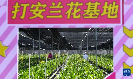 海南白沙:兰花产业助力乡村振兴