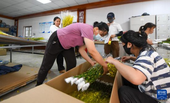 海南白沙:兰花产业助力乡村振兴