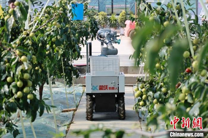 陕西大荔开展首台智能冬枣采摘机器人实地试验