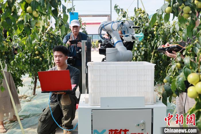陕西大荔开展首台智能冬枣采摘机器人实地试验