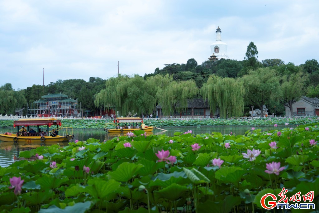 红墙映粉荷 北海公园荷花展把夏天染成了诗