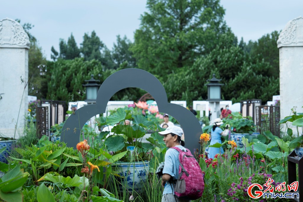 红墙映粉荷 北海公园荷花展把夏天染成了诗