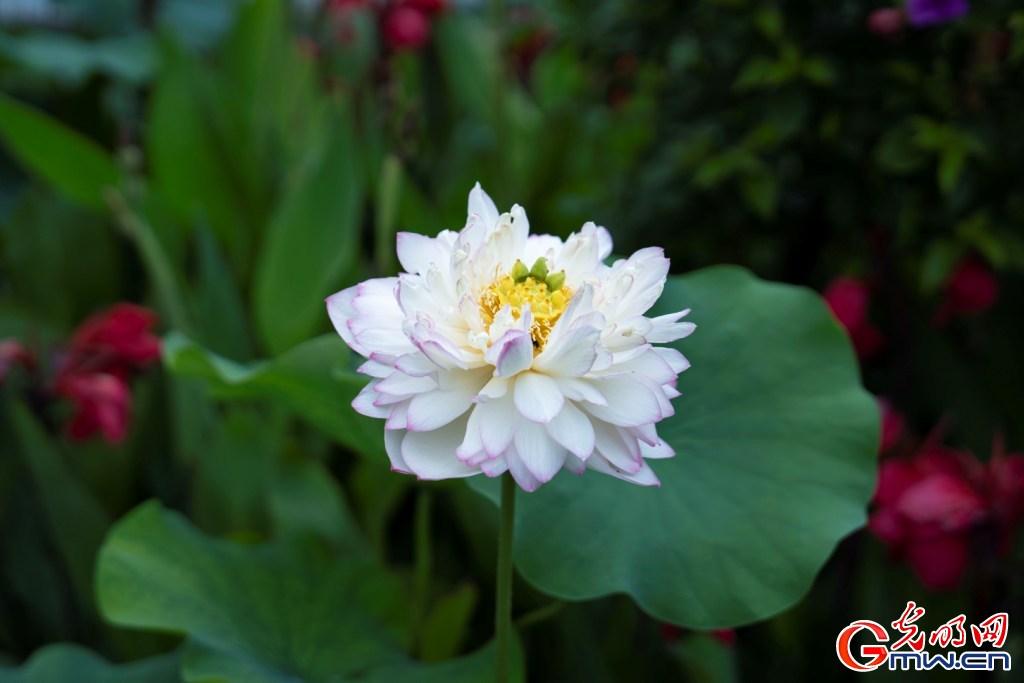 红墙映粉荷 北海公园荷花展把夏天染成了诗