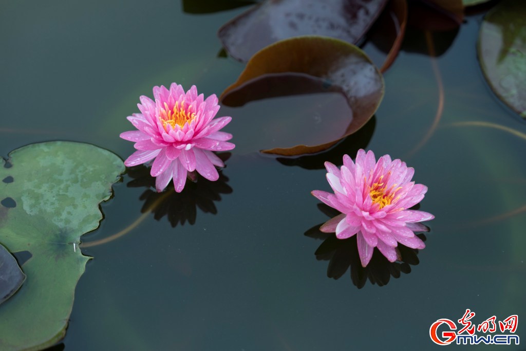 红墙映粉荷 北海公园荷花展把夏天染成了诗