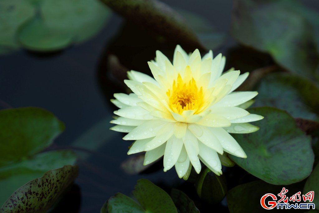 红墙映粉荷 北海公园荷花展把夏天染成了诗