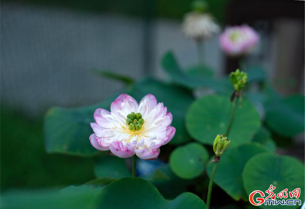 红墙映粉荷 北海公园荷花展把夏天染成了诗