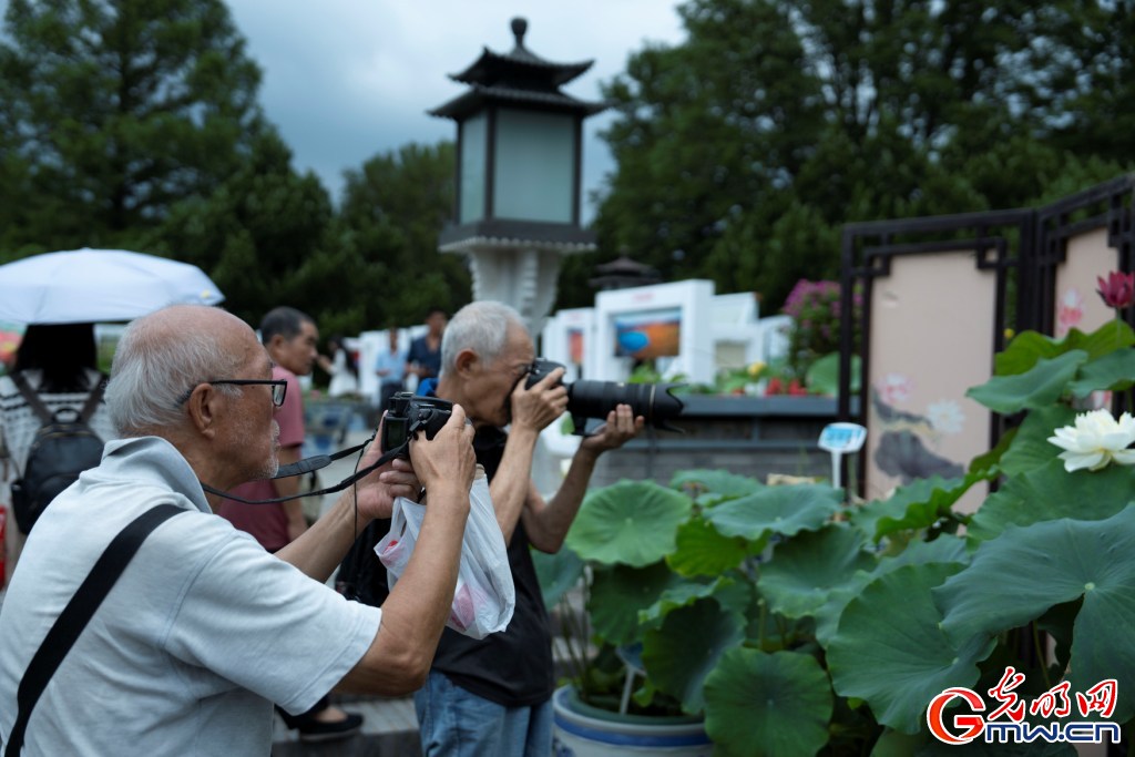 红墙映粉荷 北海公园荷花展把夏天染成了诗