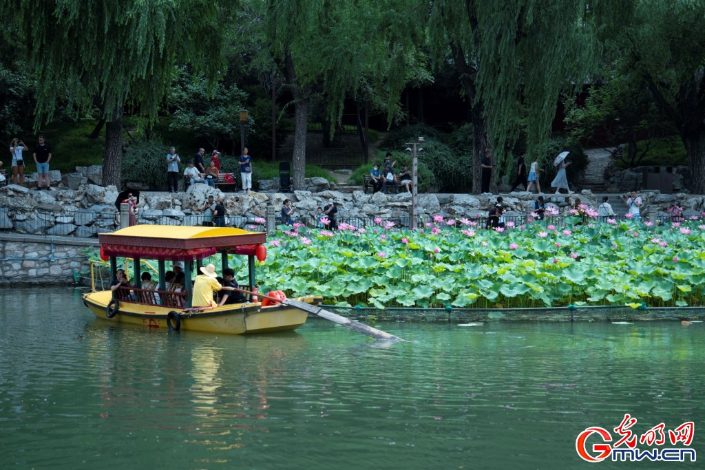 红墙映粉荷 北海公园荷花展把夏天染成了诗