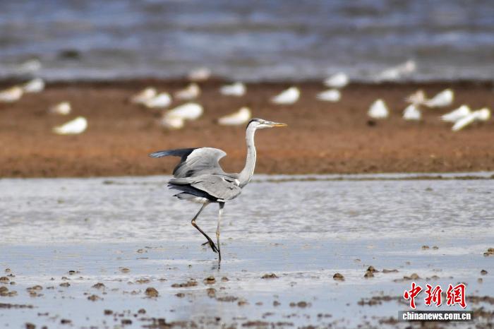 山东青岛：夏日群鸟栖湿地觅食换羽展生机
