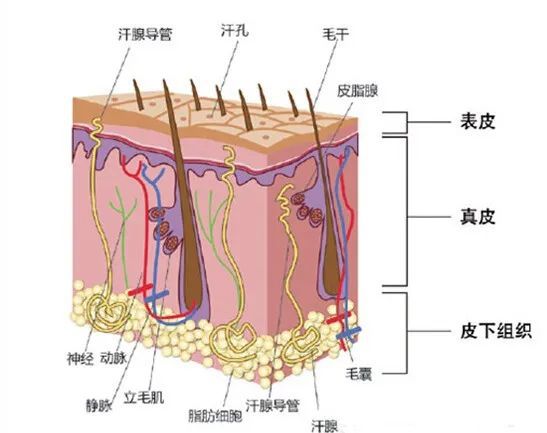 洗完头后,自然风干好,还是吹干好?大部分人都做错了!