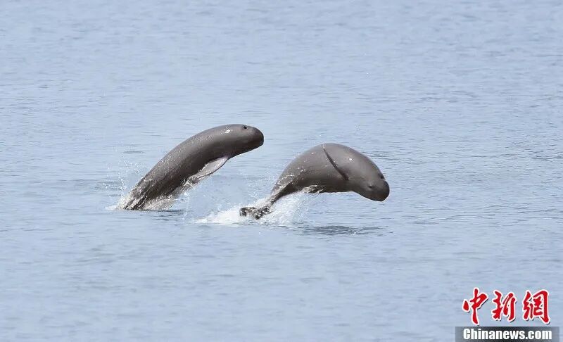 图为在南昌“江豚湾”，江豚跳跃。余会功 摄.jpg