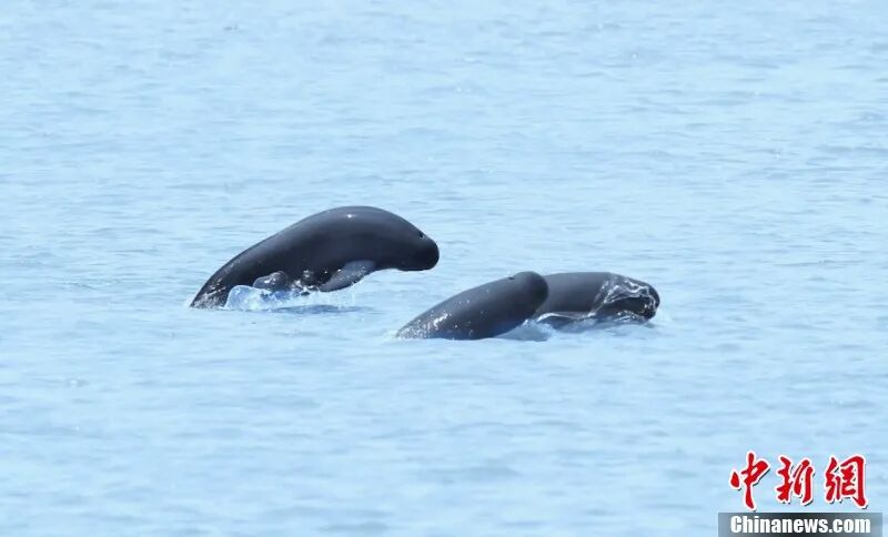 图为在南昌“江豚湾”，江豚成群嬉戏。 余会功 摄.jpg