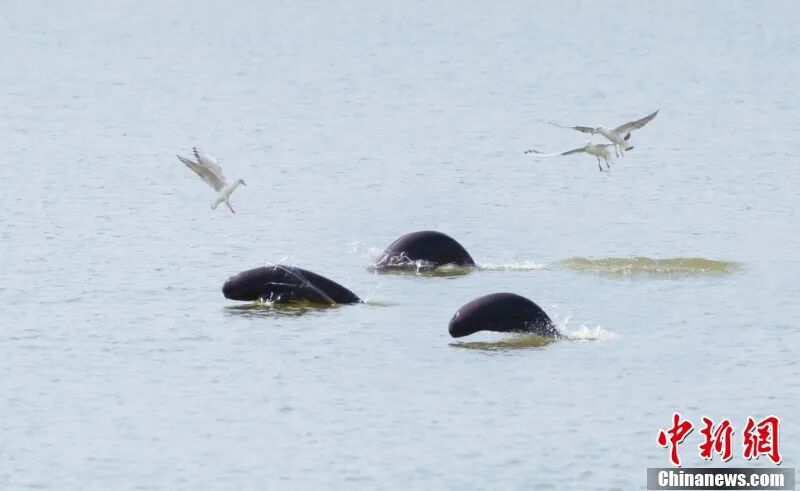 图为南昌“江豚湾”，江豚和江鸥嬉戏。 余会功 摄.jpg