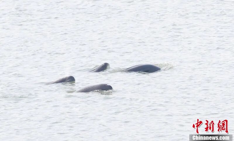 图为在南昌“江豚湾”，成群江豚欢快畅游。章斌 摄.jpg