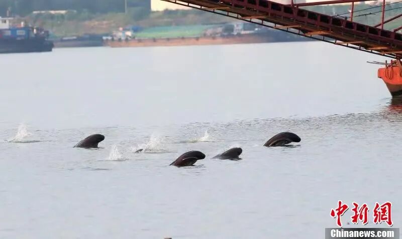 图为在南昌“江豚湾”，江豚成群嬉戏。余会功 摄.jpg