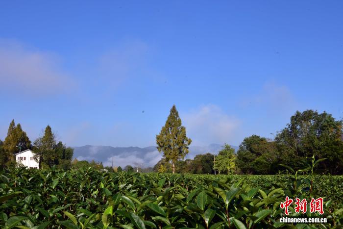 武夷山茶园冬日景致迷人