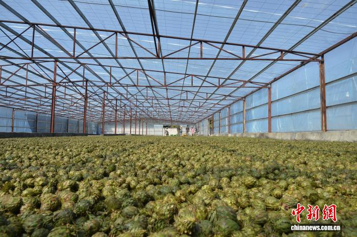 福建尤溪：杉木良种迎丰收 国土绿化“芯片”再升级