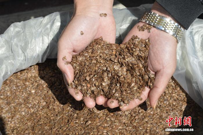 福建尤溪：杉木良种迎丰收 国土绿化“芯片”再升级