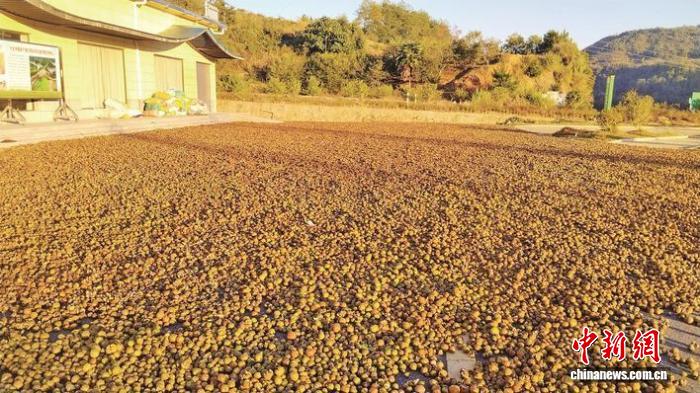 (乡村行·看振兴)福建泰宁:技术下田 茶籽生金