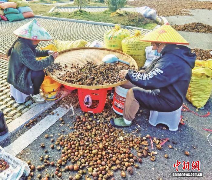 (乡村行·看振兴)福建泰宁:技术下田 茶籽生金