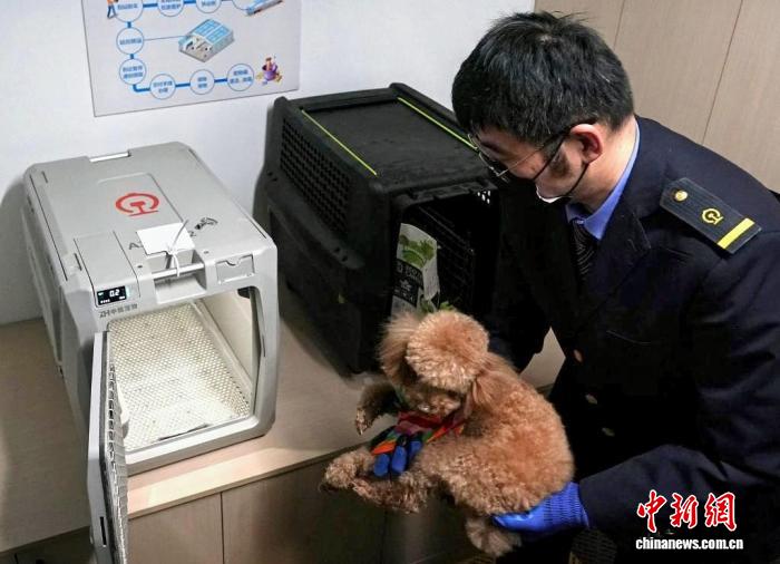 春节临近“毛孩子”也过年