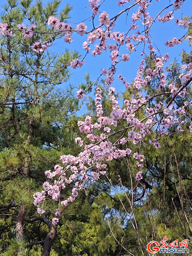 寻春颐和园：波光映画桥 春花枝头俏