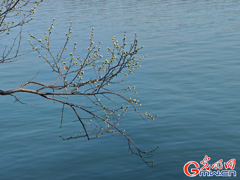 寻春颐和园：波光映画桥 春花枝头俏