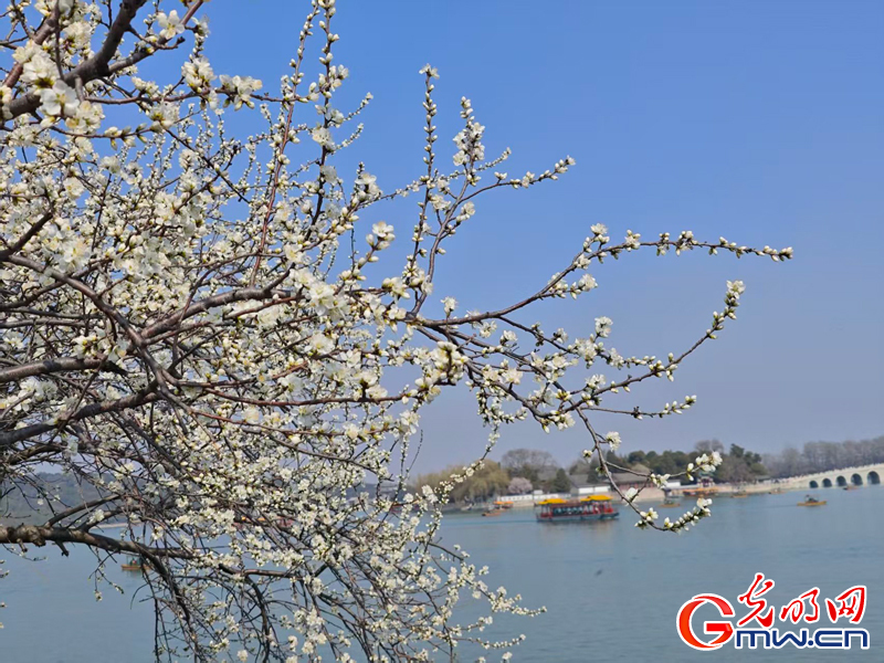 寻春颐和园：波光映画桥 春花枝头俏