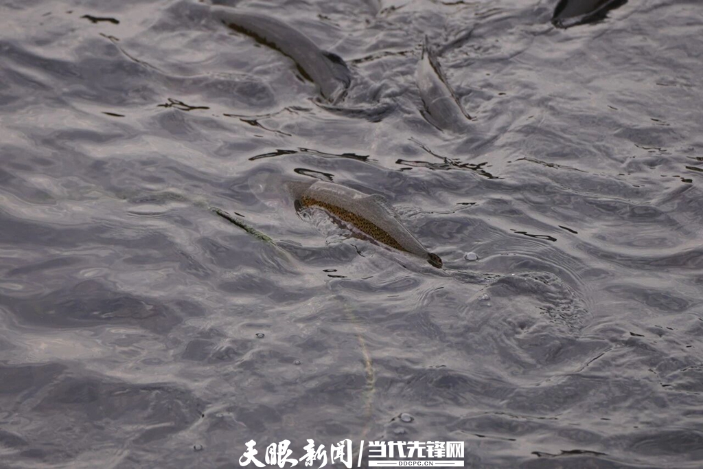 记者观察 | 贵州的鱼,凭什么“跃”出了国门?