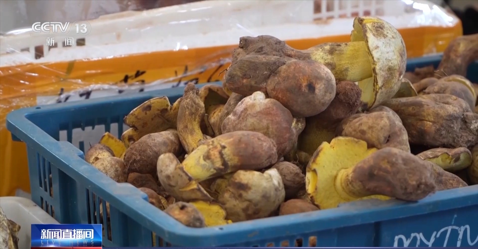 又到野生菌中毒高发季 专家教你如何正确识菌