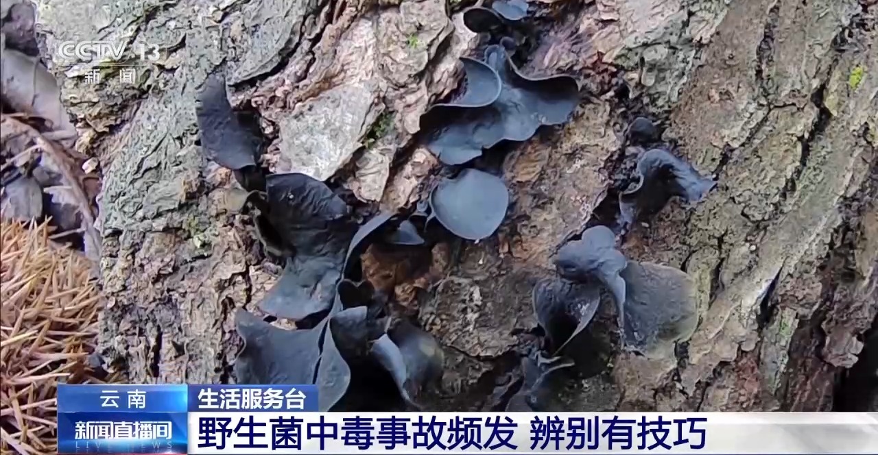 又到野生菌中毒高发季 专家教你如何正确识菌