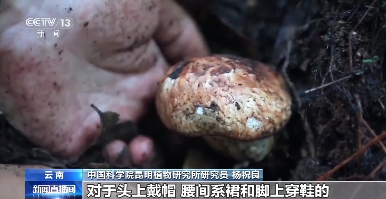 又到野生菌中毒高发季 专家教你如何正确识菌