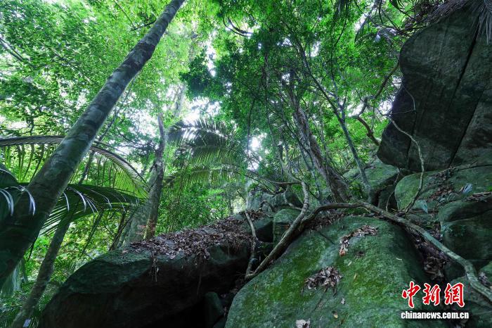 探访海南热带雨林国家公园:雨林探秘觅清凉