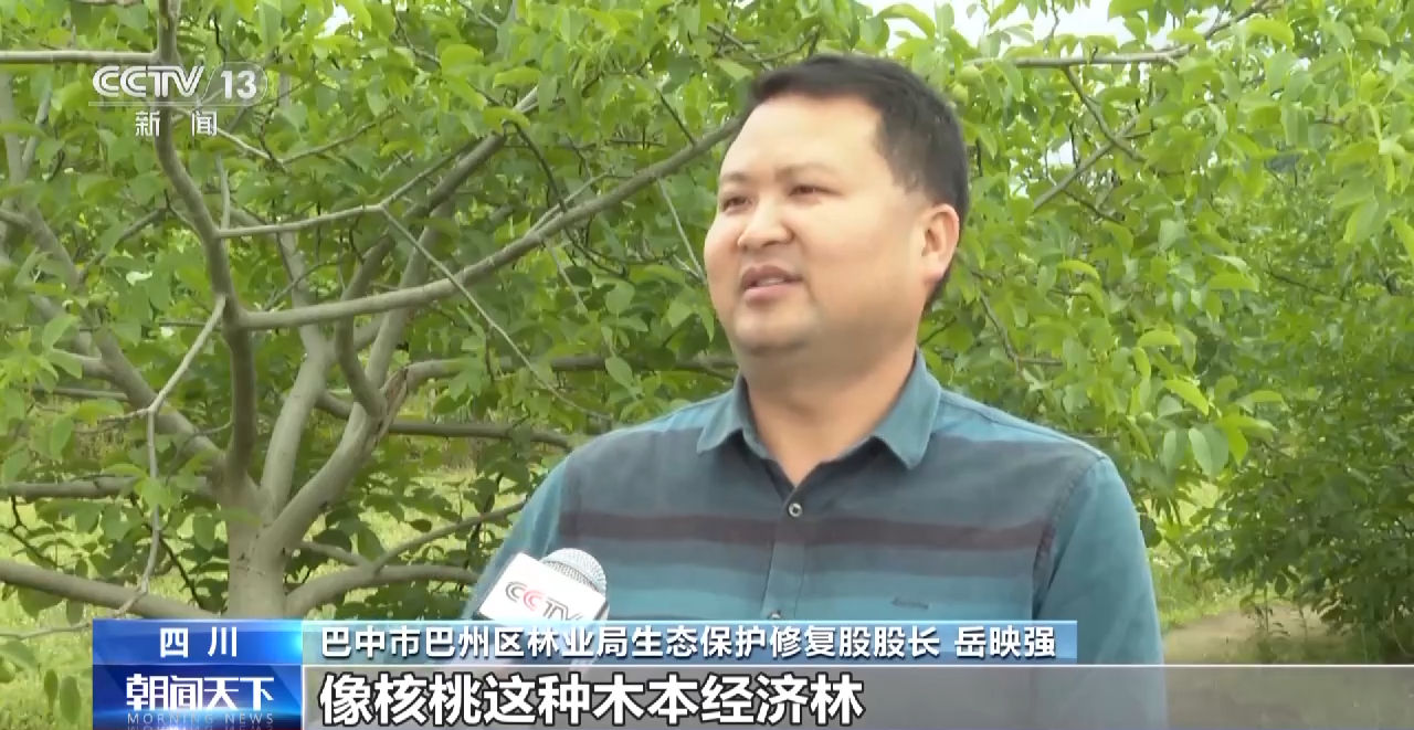 践行大食物观 森林“粮库”让中国饭碗更“丰盛”