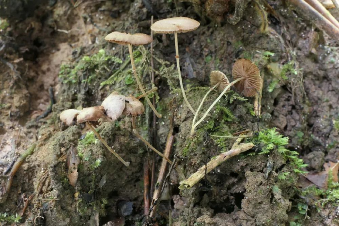 国际生物多样性日丨关于生物多样性你需要知道什么