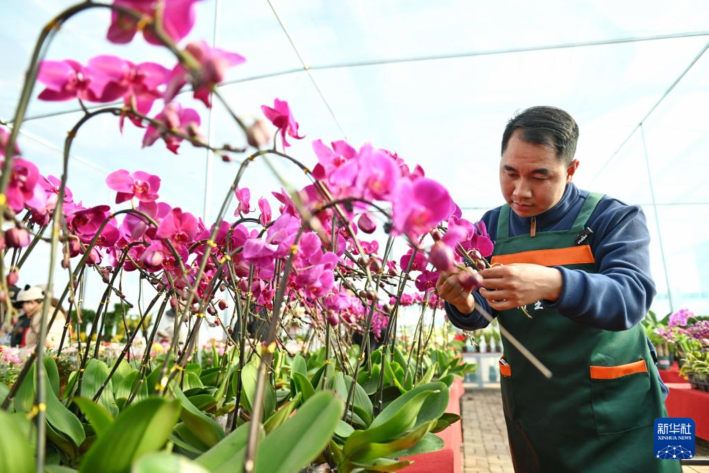 河北滦州：寒冬时节鲜花俏