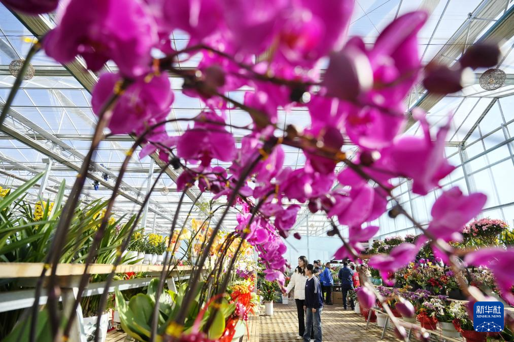 河北滦州：寒冬时节鲜花俏