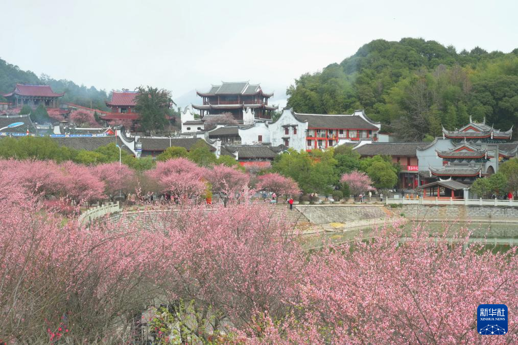 福州：千年古刹举办梅花文化节